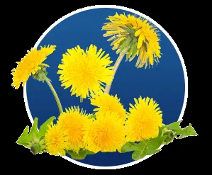 Psyllium Husk for Digestion