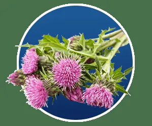 Aloe Vera for Digestive Soothing