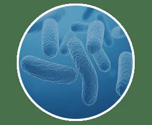 Licorice Root for Gut Lining